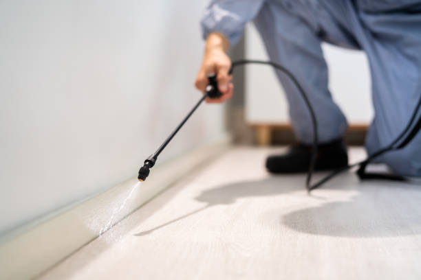 Certified termite inspector examining foundation in Sunbury