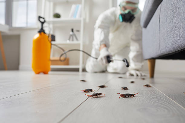 Commercial Kitchen Cockroach Control in Sunbury
